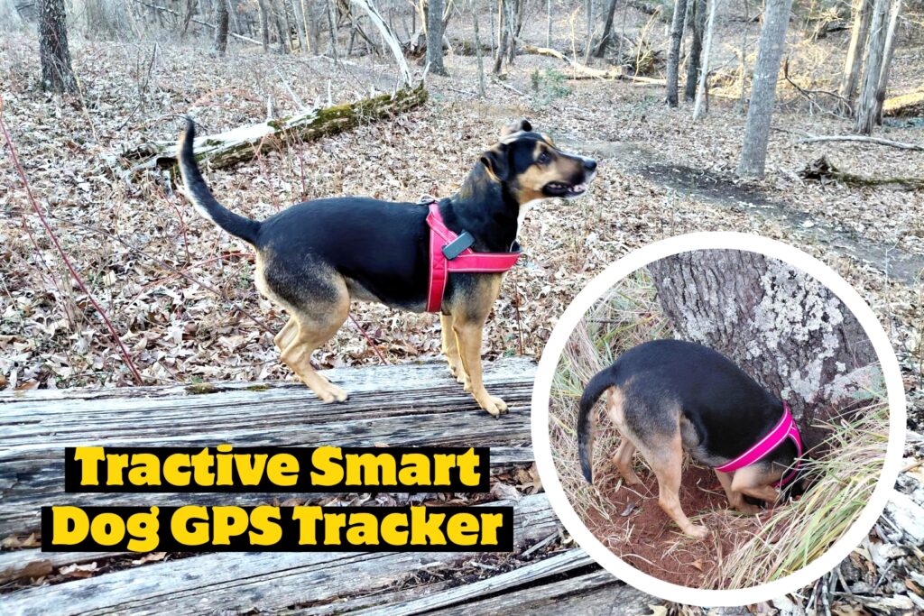 Tractive GPS Dog 6