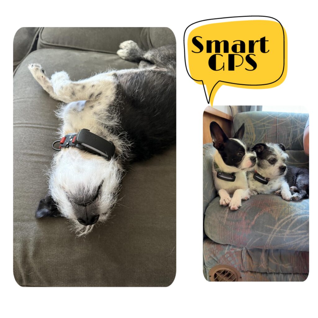 Petcube Bites 2 Lite