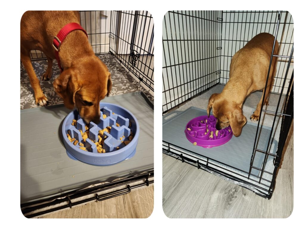 Stop the Gulp: How a Slow Feeder Bowl Can Prevent Deadly Bloat in Your Dog