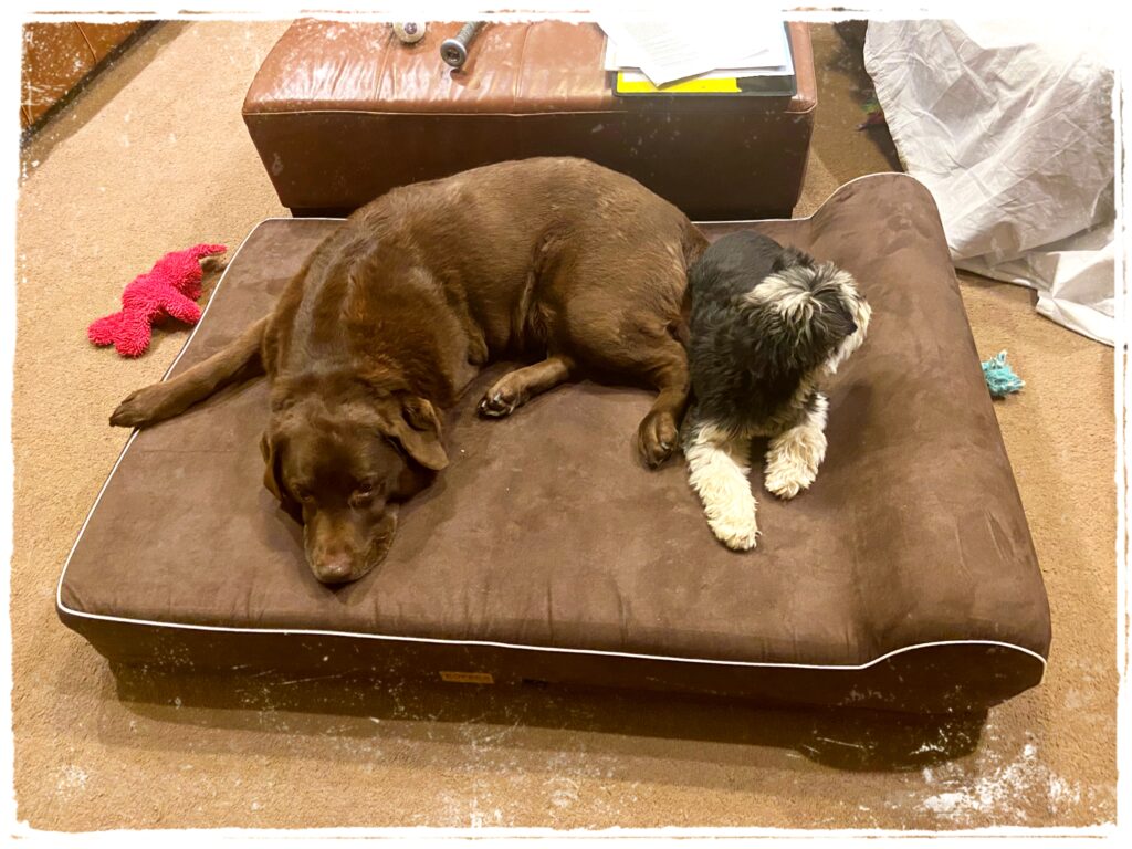 Big Barker 7" Orthopedic Bed on Amazon