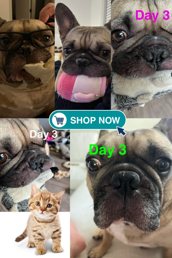 Natural Dog Company Paw Soother - Best for Healing