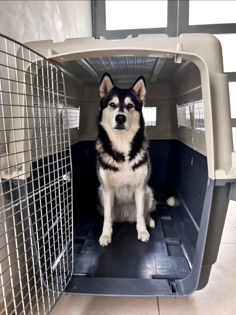 Weekender Dog Travel Bag Airline Approved