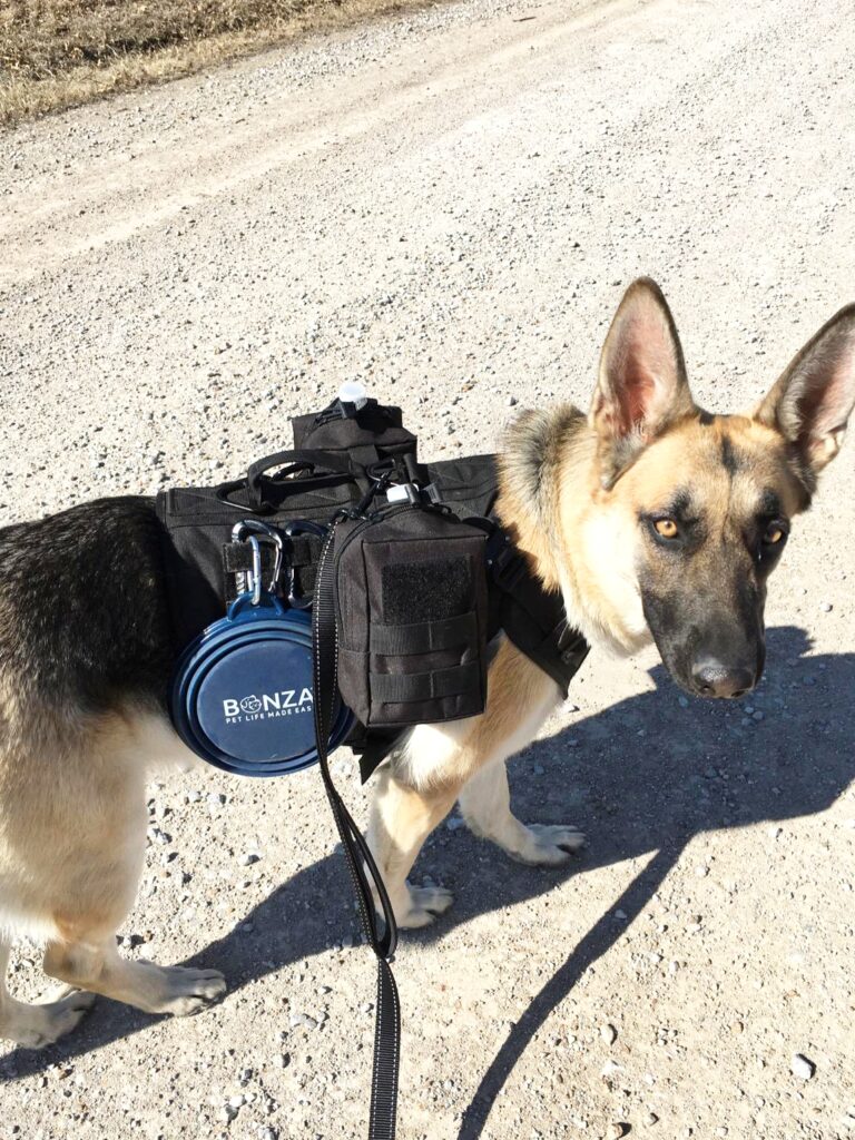 Bonza large collapsible dog bowl