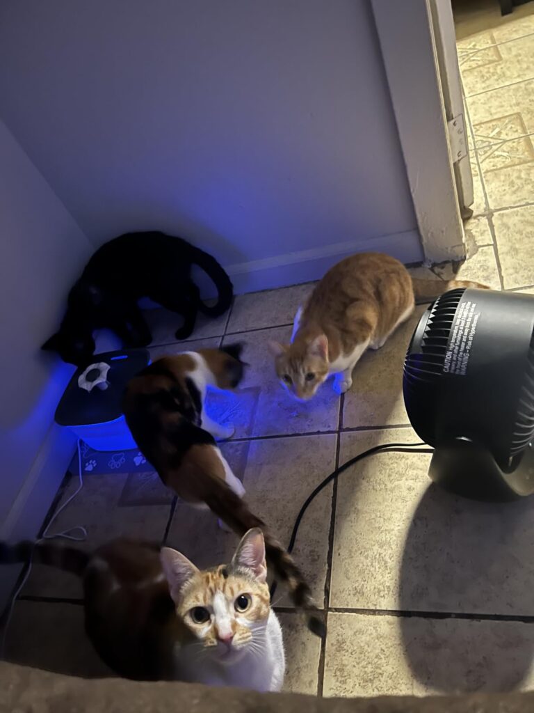 The "Anti-Slime" Solution: Veken 2.5L Pet Fountain