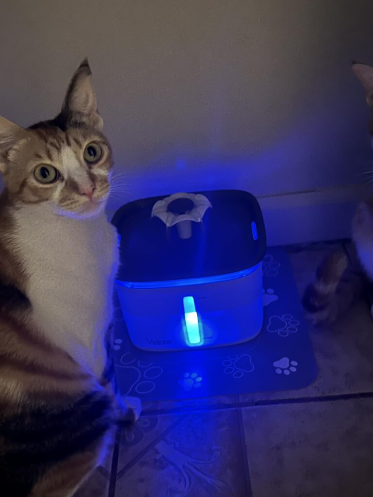 The "Anti-Slime" Solution: Veken 2.5L Pet Fountain