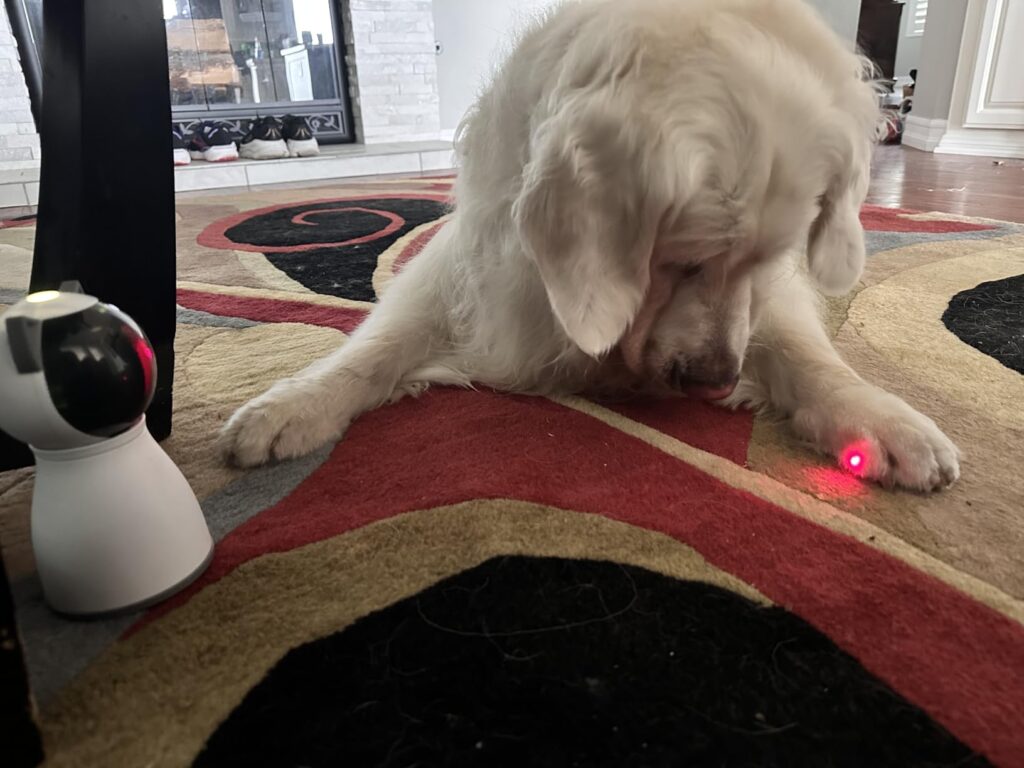 The "Entertainment" Factor: Potaroma Flopping Fish