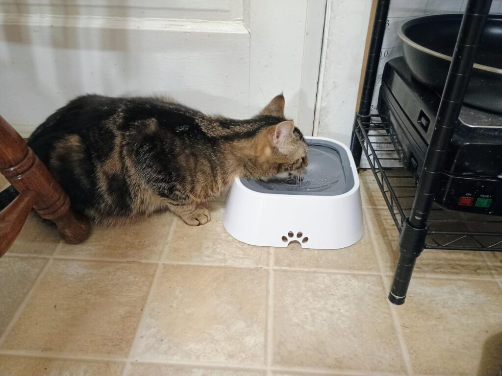 Road Refresher No-Spill Dog Water Bowl