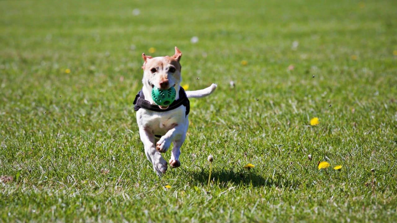 Best Pet Insurance Companies in the USA for First-Time Dog Owners