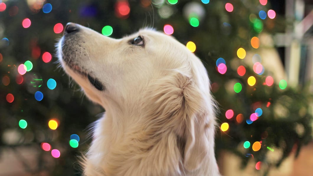 Best Dog Food for Sensitive Stomach in the US: Simple Guide for Worried Pet Parents