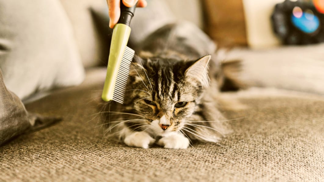 Best Dry Dog Food for Small Breeds in the USA (Vet-Recommended Style Guide)