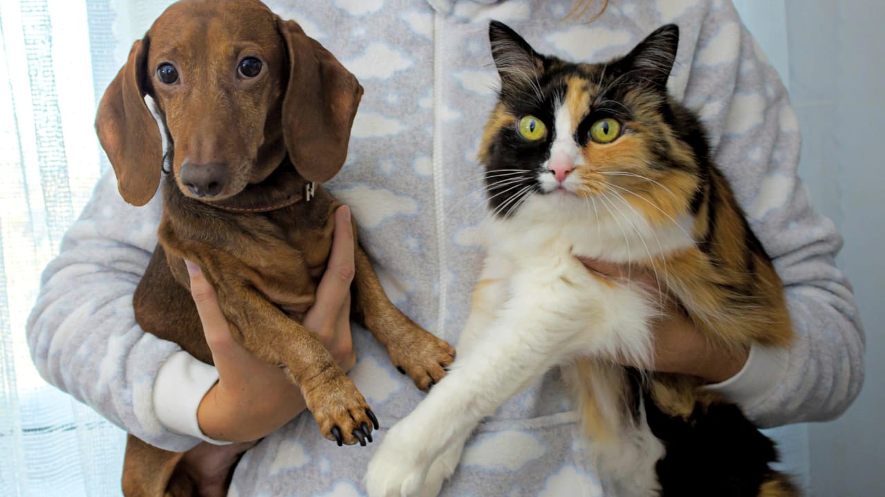 How to Choose the Right Dog Breed for Your Lifestyle in the USA: Honest Guide for Future Pet Parents