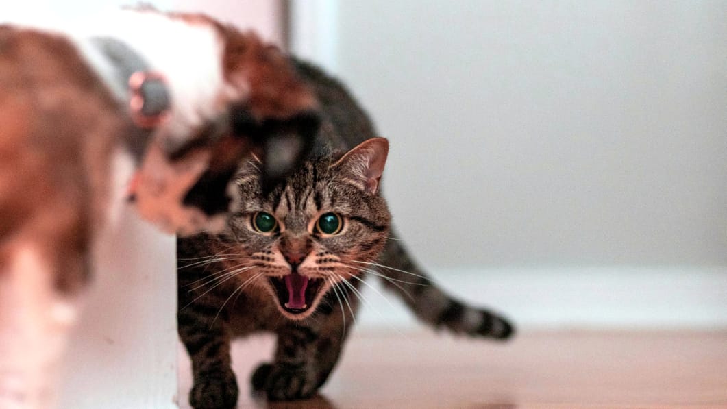 Best Dog Food for Sensitive Stomach in the USA: Complete Guide for Worried Pet Parents