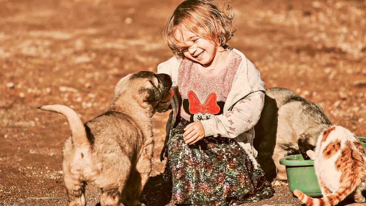 10 Human Foods That Are Safe (and Unsafe) for Dogs in the USA: Complete Feeding Guide