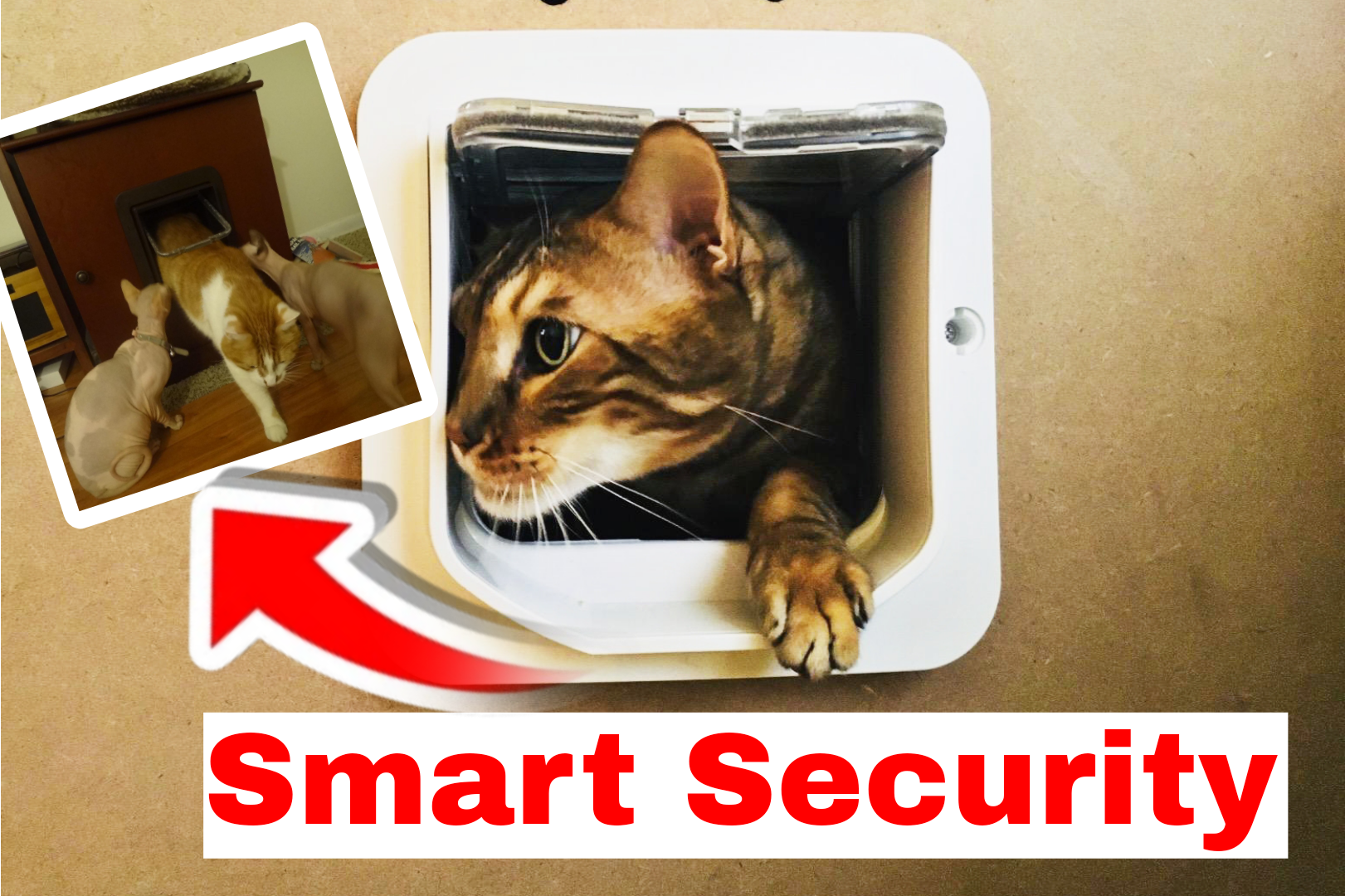 Smart Security for Your Pet: Why Microchip Doors are the Ultimate Hack for Cabin Trips