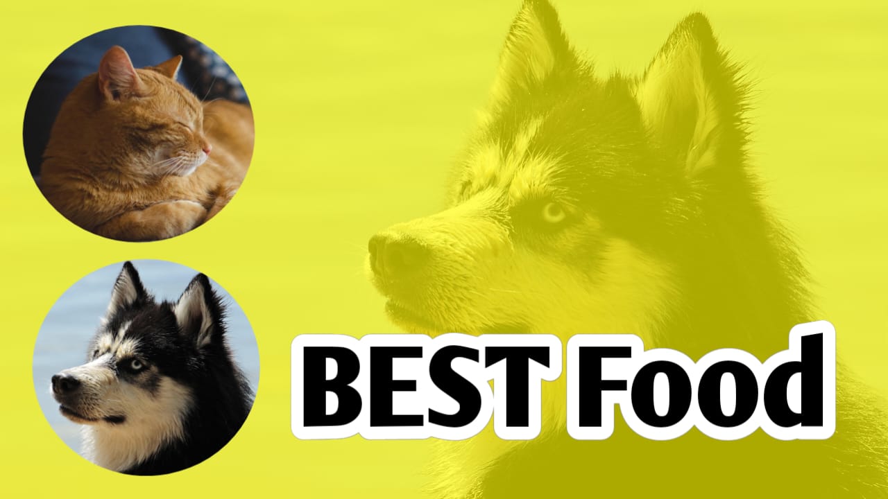 Best Food for Dogs in India