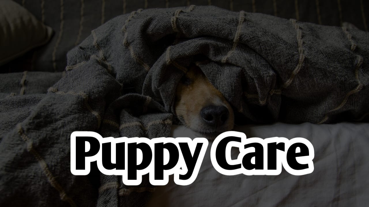 How to Take Care of a Puppy at Home