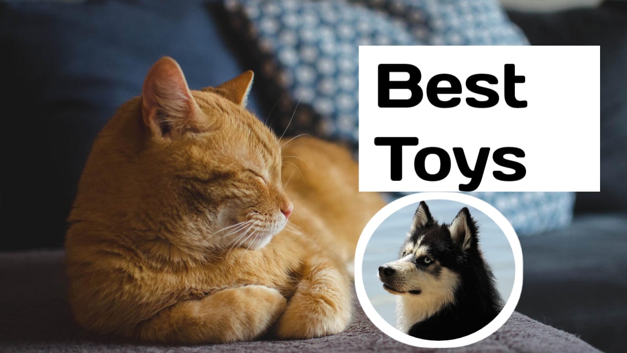Best Toys for Dogs and Cats
