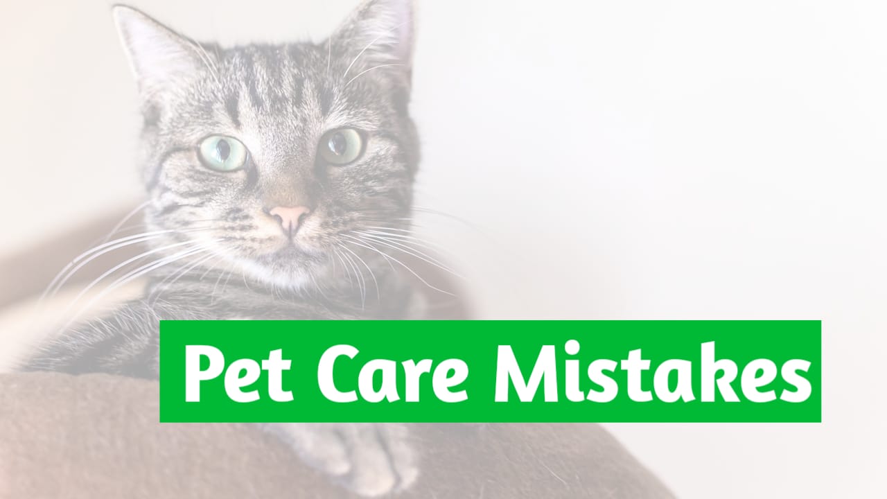 Pet Care Mistakes New Owners Make | Dog & Cat Owner Guide