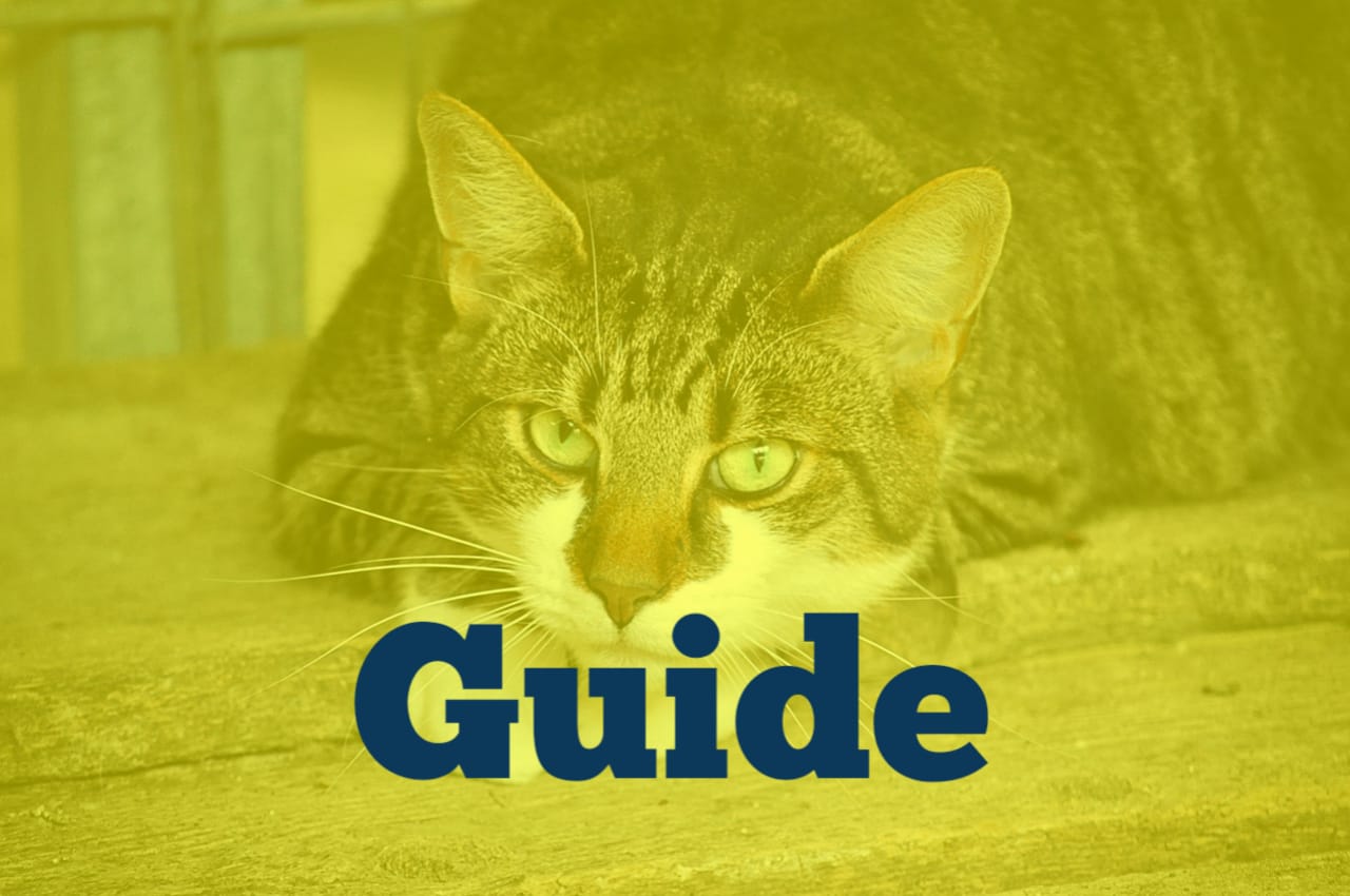 Puppy Feeding Schedule – Best Routine for Healthy Puppies in India