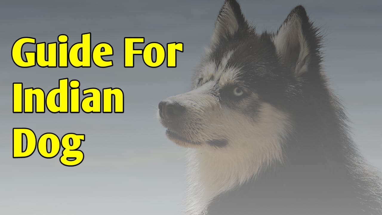 Common Dog Diseases and Prevention