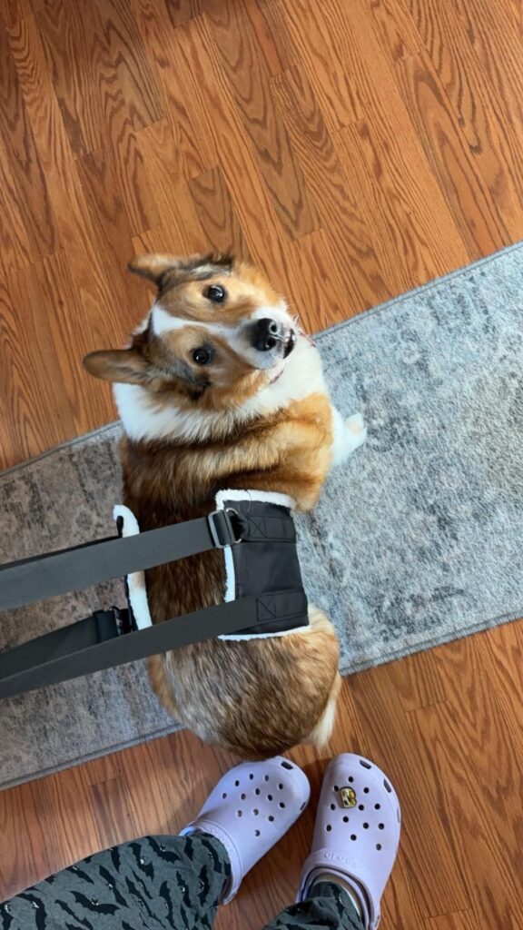 BEST DOG LIFT HARNESS 2026