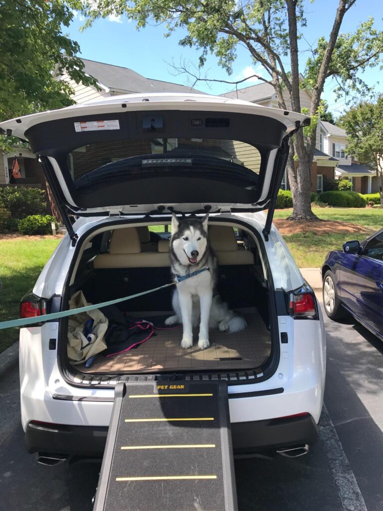 Golden retriever using a dog ramp to enter a tall SUV car safely