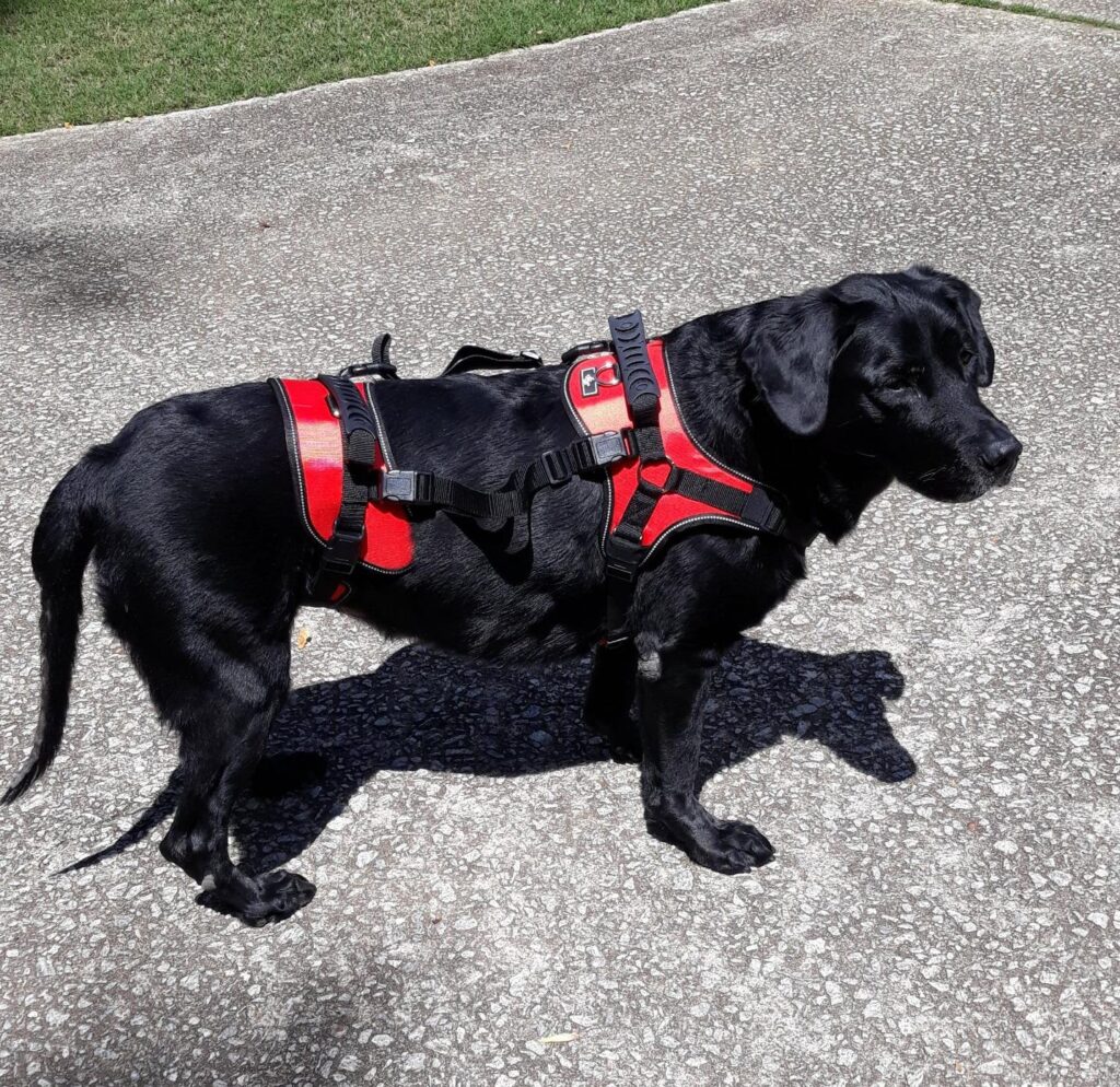 BEST DOG LIFT HARNESS