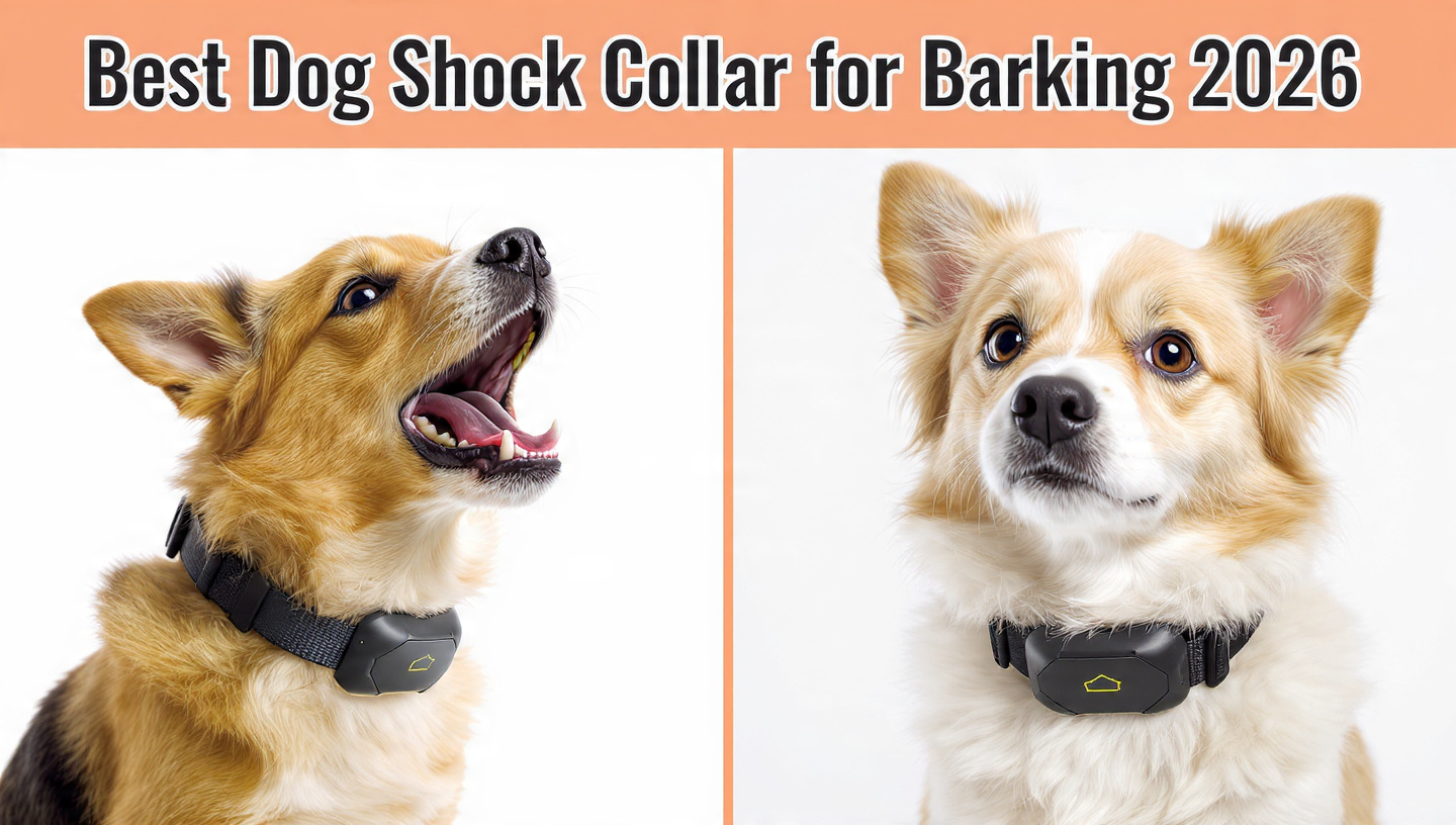 Best dog shock collar for barking