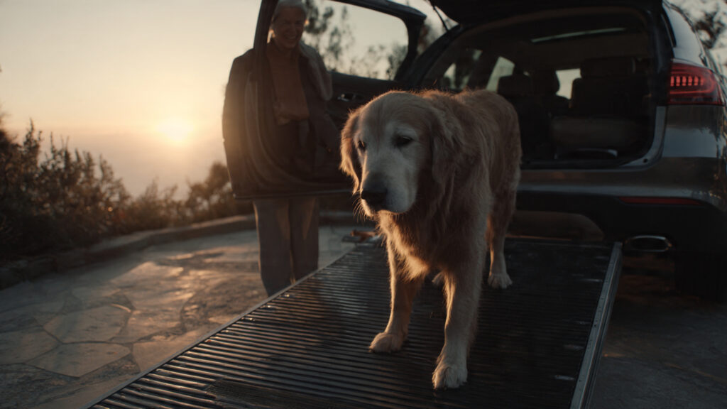 Best dog ramp for cars helping a big dog climb into a vehicle