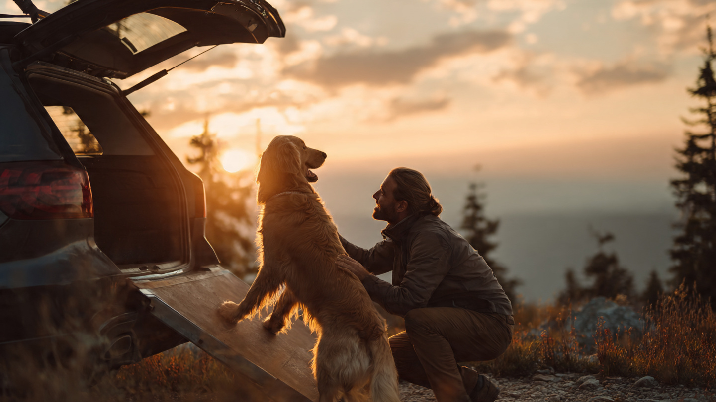 Large dog walking up a dog ramp into an SUV trunk