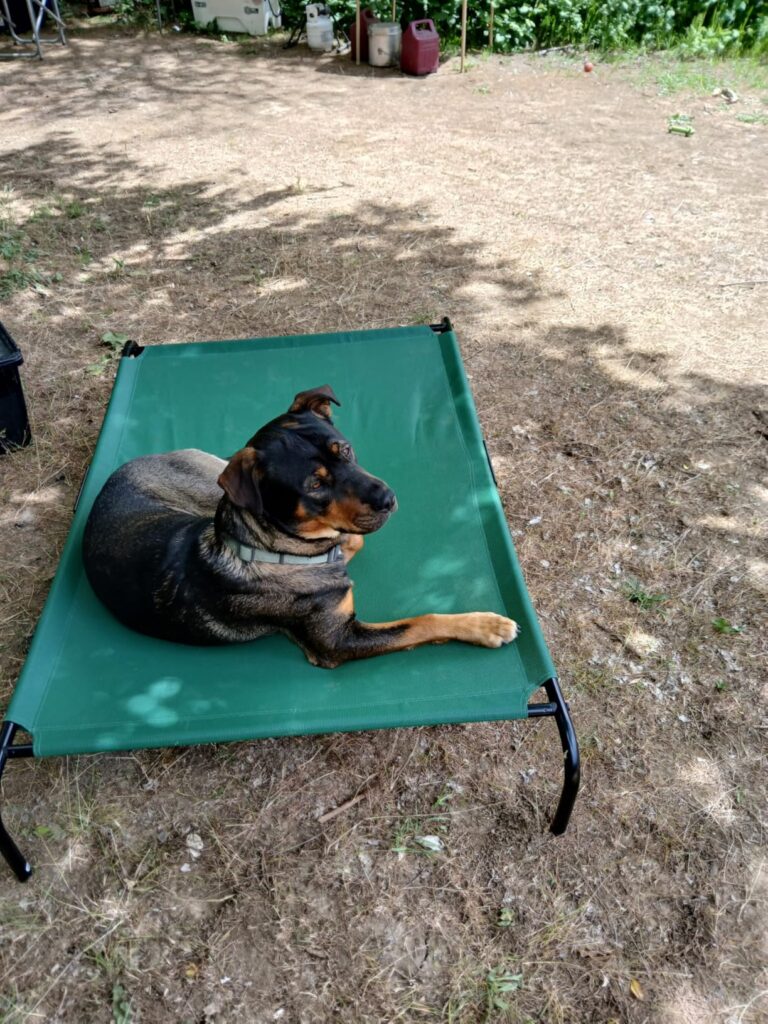 Why I Switched to an Elevated Cooling Bed (The Zero-Gravity Setup)
