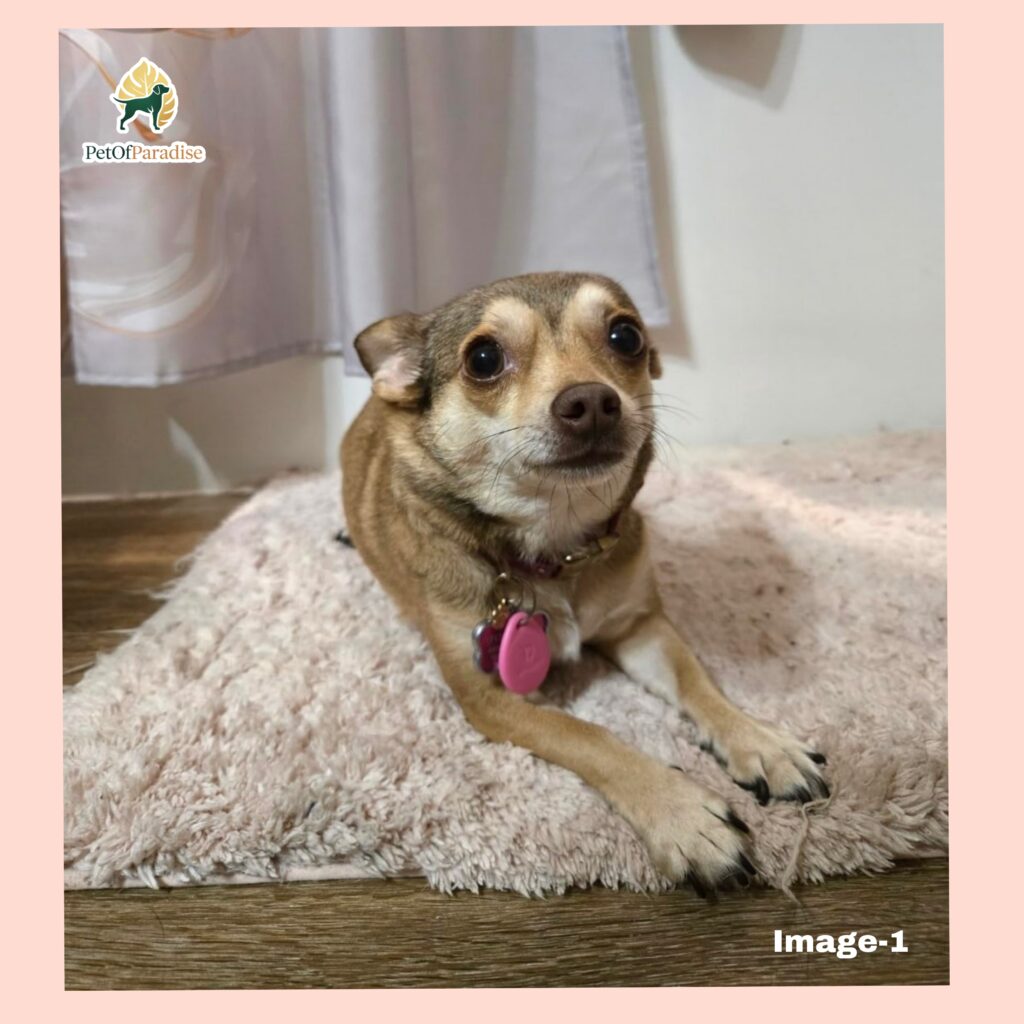 dog QR code dog tag review